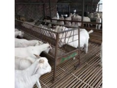 黑頭杜泊羊市場價格多少錢一只2020年全國活羊價格表