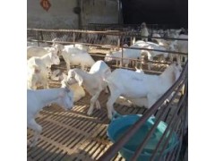 黑山羊羊苗價(jià)格養(yǎng)殖廠2020年育肥羊的價(jià)格走勢
