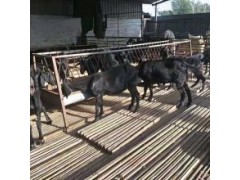 現(xiàn)肉羊價格養(yǎng)殖利潤2020年綿羊價格走勢怎樣