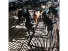 小尾寒羊三個(gè)月羊羔價(jià)格是多少活羊價(jià)格今日羊價(jià)格表