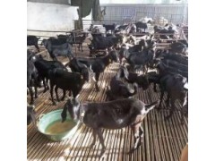 肉羊多少錢一斤多少錢一斤全國活羊價格最新行情