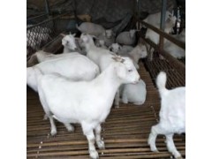 黑頭杜泊羊種羊養(yǎng)殖廠今日活羊市場(chǎng)最新價(jià)格