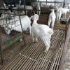 白山羊養殖價格價格是多少波爾山羊羊苗多少錢