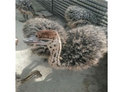 鴕鳥種苗三個(gè)月鴕鳥苗好飼養(yǎng)在鴕鳥養(yǎng)殖場(chǎng)