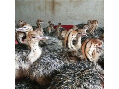 鴕鳥苗在哪里可以買得到 買兩只鴕鳥苗要多少錢