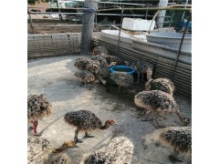鴕鳥苗在哪里可以買得到現(xiàn)在鴕鳥苗價格咨詢鴕鳥養(yǎng)殖技術(shù)服務(wù)