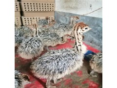 現(xiàn)在鴕鳥價格未來預(yù)測鴕鳥苗多少一只