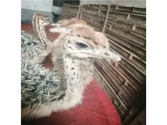 今日鴕鳥價格 最近鴕鳥苗多少錢一只 行情如何