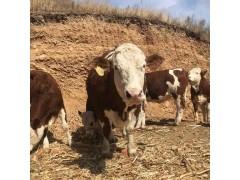 云南省周邊哪里有賣小牛犢的 2021年小牛犢價(jià)格