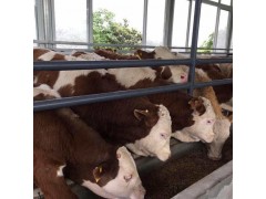 20只黃牛一年的利潤 湖南懷化黃牛養(yǎng)殖基地