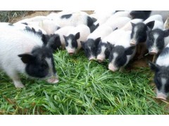 广州巴马香猪养殖巴马香猪介绍巴马香猪市场行情