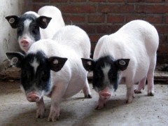 巴马香猪养殖基地