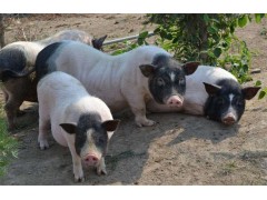 山东巴马香猪养殖基地