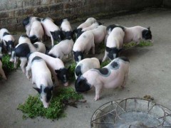山东巴马香猪苗养殖巴马香猪介绍巴马香猪价格