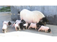 2020年巴马香猪价格养巴马香猪利润
