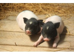 纯种巴马香猪苗出售贵州巴马香猪养殖基地