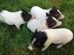 巴马香猪苗养殖巴马香猪介绍巴马香猪厂家