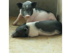 湖南巴马香猪养殖基地怀孕母猪价格