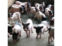 山东巴马香猪苗养殖巴马香猪介绍巴马香猪苗价格批发