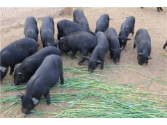 藏香猪养殖基地藏香猪平均能涨多重