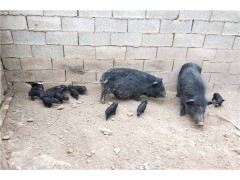 广西藏香猪出售藏香猪怎么养殖养猪利润大不大