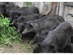 藏香猪养殖基地藏香猪价格藏香猪苗批发