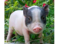 辽宁巴马香猪养殖基地巴马香猪市场价格