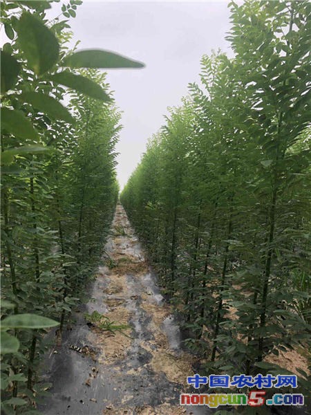 淑女國(guó)槐樹(shù)苗08