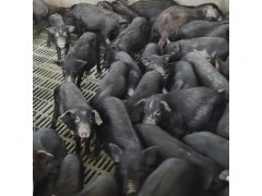 巴马香猪养殖户香猪价格