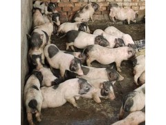 20到30斤的巴馬香豬價(jià)格迷你小香豬養(yǎng)殖戶10斤重香豬價(jià)格