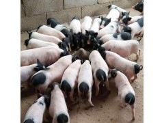巴馬香豬小豬價格巴馬香豬能漲多大