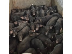 巴馬香豬肉價格巴馬香豬苗多少錢一斤