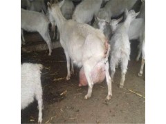 莎能奶羊在哪里有賣(mài)，2020遼寧奶羊出售信息