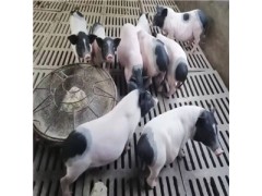 巴馬香豬出售價格 現(xiàn)在豬仔多少錢一頭