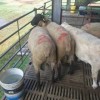 青山羊多少錢一斤 現在30—40斤的小羊多少錢