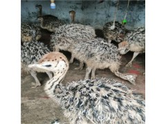 養(yǎng)殖鴕鳥未來鴕鳥苗價格是多少錢一只 出售
