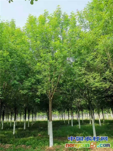 金枝槐6