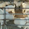 美國大白山羊多少錢一只黑山羊羊種養殖廠養殖基地