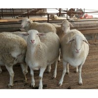 杜泊羊品種標(biāo)準(zhǔn) 定西哪有杜泊羊 杜泊羊喜歡吃什么草