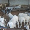 40多斤小母羊多少錢  2020年羊羔多少錢一只