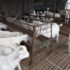 黑山羊羊種養殖成本現在的波爾山羊多少錢一斤