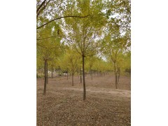 黄金槐8-9-10cm价格 树杆直/易移植