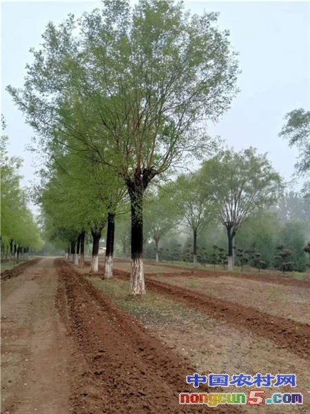 國(guó)槐14