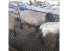 山东活羊市场最新价格 今日羊价格全国走势