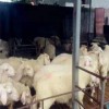 50斤杜泊小羊价格  40斤的小羊多少钱一只