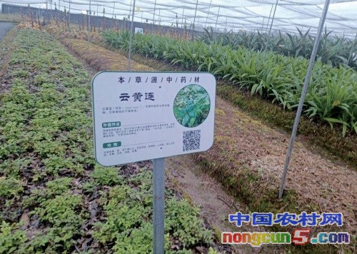 黑山中药材基地种植的中药材.