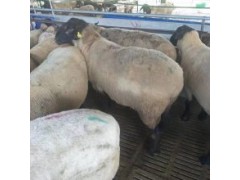 一只30斤羊羔多少钱 20斤小羊苗多少钱一只