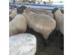 今日羊價最新行情 今日羊價格全國走勢