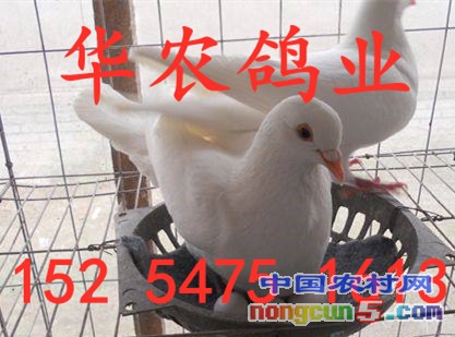 333_副本