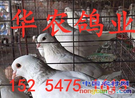 timg4NW1WF9U_副本